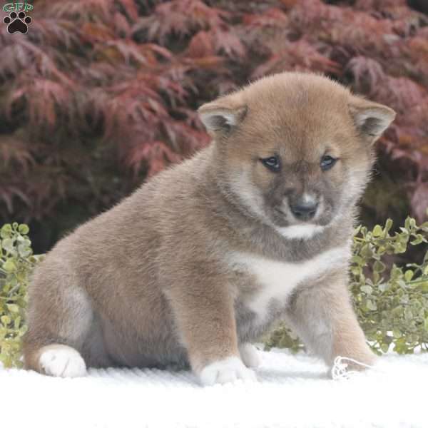 Tonya, Shiba Inu Puppy